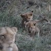 Löwin mit Jungen, Serengeti